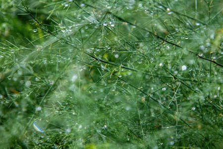 interlacing green branches, green background surround