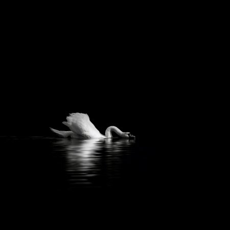 black swanの写真素材