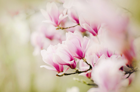 magnolia close upの写真素材