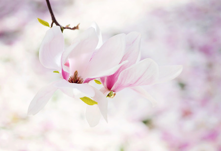 magnolia close upの写真素材