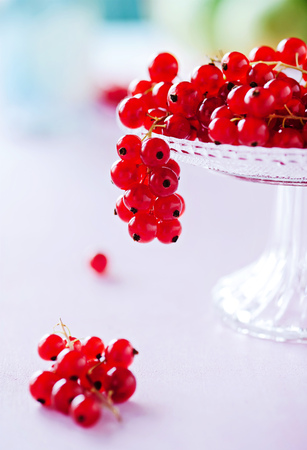 Red currants on a small pie plateの写真素材