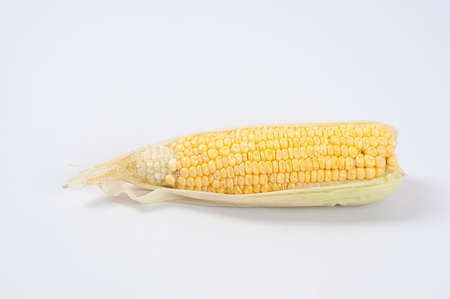 fresh corn on white backgroundの写真素材