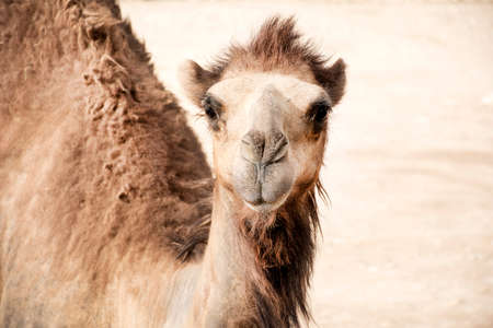 Head of a camel in the desert.