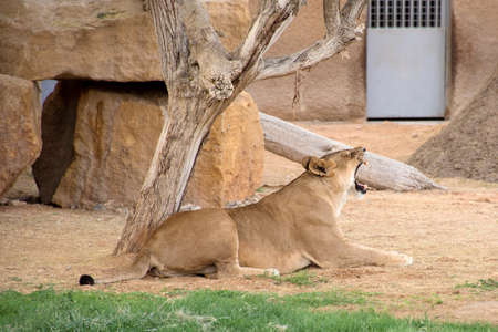 The lioness resting and yawning under the tree.の写真素材