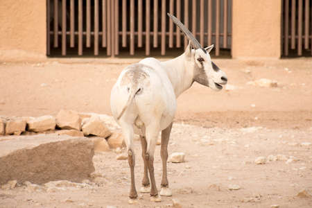 Arabic deers with long hornsの写真素材