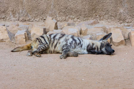 Sleeping Brown Hyena, striped Hyenaの写真素材