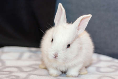 white bunny rabbit looking to viewer, Little bunny sitting outside, Lovely pet for children and family inside houの写真素材