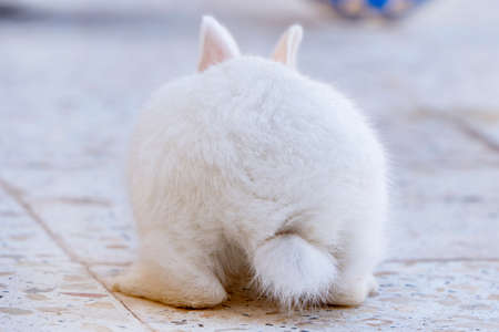back of white bunny rabbit, Little bunny sitting outside, Lovely pet for children and family inside houseの写真素材