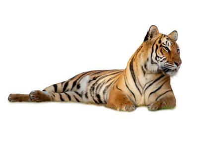 Siberian Tiger lying down isolated on white background with clipping pathの写真素材
