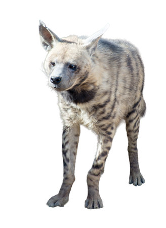 Spotted hyena isolated on white background. Clipping path included.の写真素材