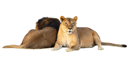Lion and lioness isolated on white background, clipping path includedの写真素材