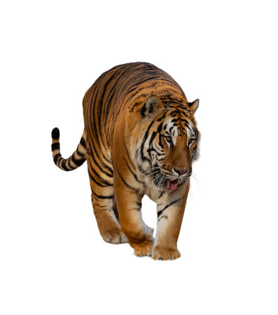 Tiger isolated on a white background with clipping path.の写真素材