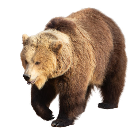 Brown bear isolated on a white background. Close-up portrait.の写真素材