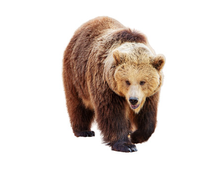 Brown bear isolated on white background. Animal in the nature.の写真素材