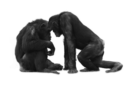Chimpanzee mother and child isolated on a white background.の写真素材