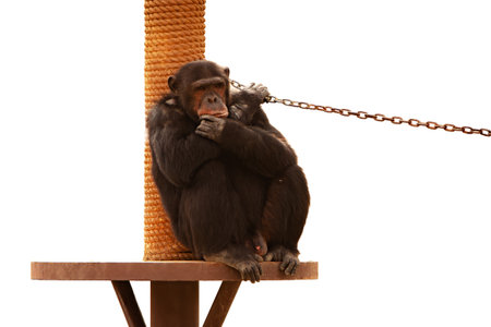 Chimpanzee sitting on a swing isolated on a white backgroundの写真素材