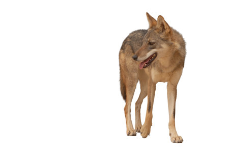 European Wolf (Canis lupus) in front of a white backgroundの写真素材