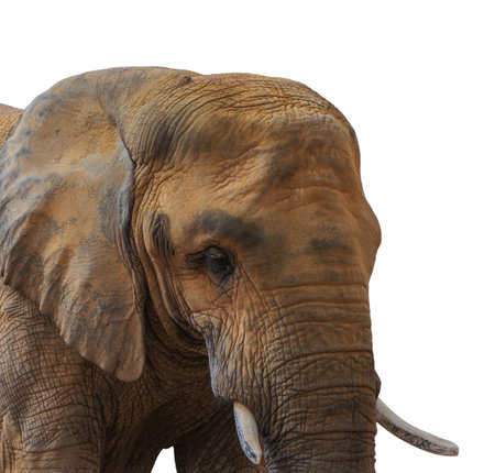 Elephant isolated on white background. Close-up of an African elephant.の写真素材