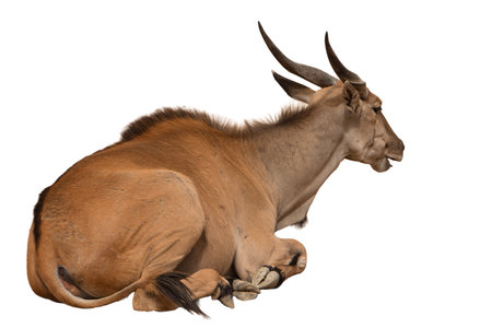 Eland Antelope - Kobus ellipsiprymnusの写真素材