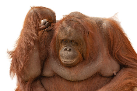 Portrait of an orangutan isolated on a white background.の写真素材