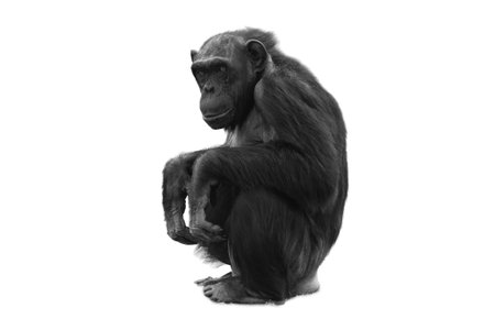 Chimpanzee isolated on white background. Black and white photo.