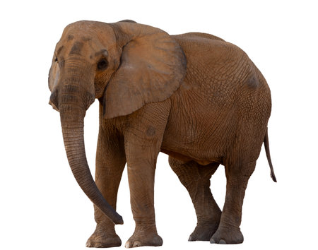 Elephant isolated on a white background with clipping path. Side view.