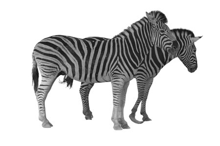 Zebra on white background. Black and white illustration.の写真素材