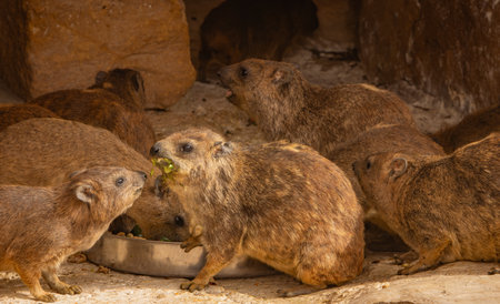 Group of rock hyraxの写真素材