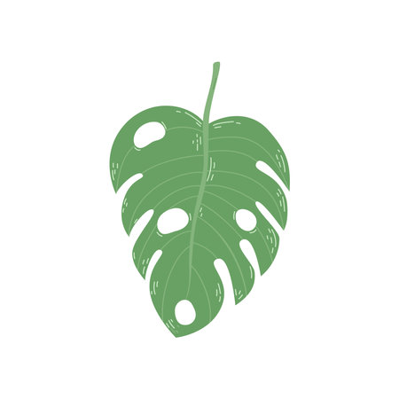 Green monstera. Hand drawn vector illustration of tropical plant. Doodle styleのイラスト素材
