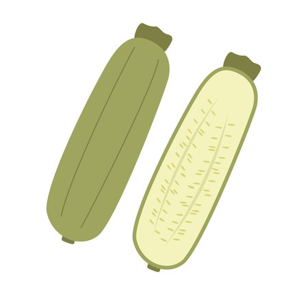 Zucchini vegetable whole and half sliced. Fresh vegetable. Vector illustration&#xA;のイラスト素材