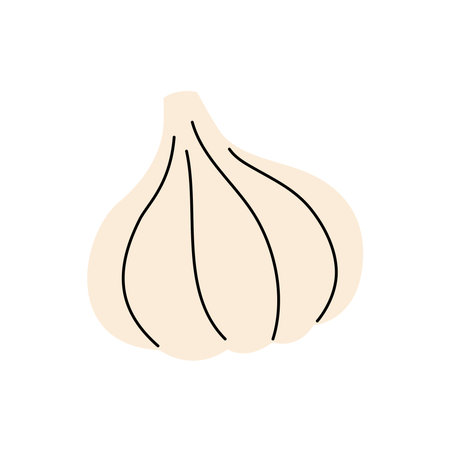 Detailed garlic vector drawing, ideal for organic product labels and packaging&#xA;のイラスト素材