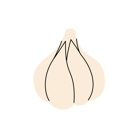 Clean hand drawn garlic for spice related artwork, seasoning posters&#xA;&#xA;のイラスト素材