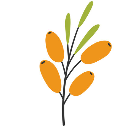 Hand drawn sea buckthorn twig, simple flat style. Wild forest berries
のイラスト素材