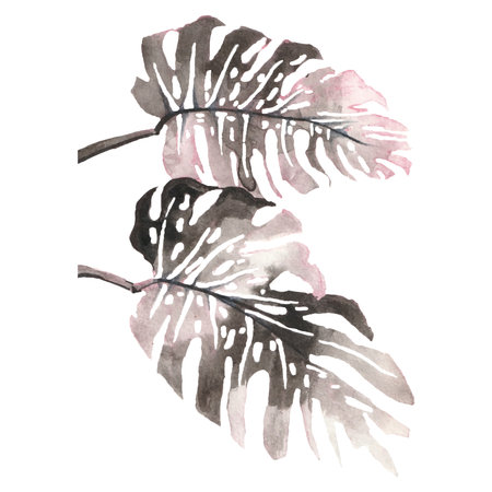 Watercolor monstera leaf vector shape icon monochrome illustration. black and white drawingのイラスト素材