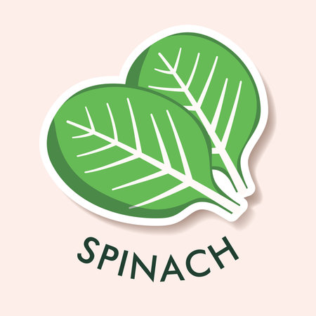Flat illustration of spinach isolated on background. Simple icon for menu, smoothie recipes. sticker objectのイラスト素材