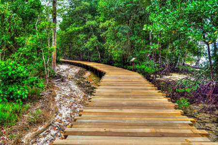 Pathway in the forestの写真素材