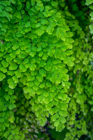 Ferns and foliage plantsの写真素材