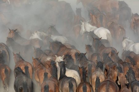 After the Second World War, with the development of technology, horses used in agriculture were left to nature. Horses, which kept up with the natural life, increased in time and sの写真素材