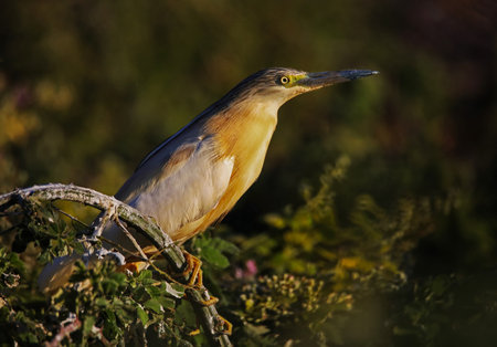 Close-up images of bird species living in nature. heron, stork, goose, chick, flock of birds.