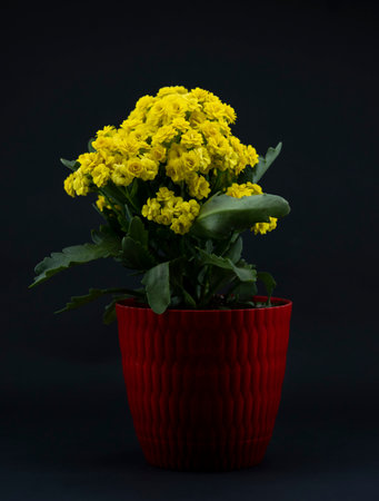 Kalanchoe flower in pot on black background.
