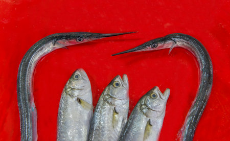 fresh fish on iceの写真素材