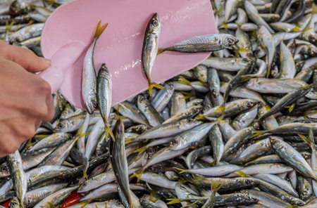 fresh fish on iceの写真素材