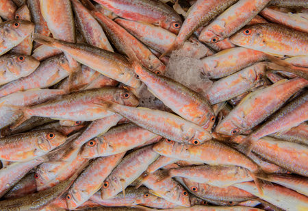 fresh fish on ice