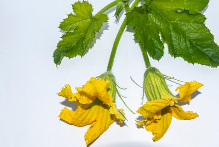 Yellow flower of zucchini with green leaves on a white backgroundの写真素材