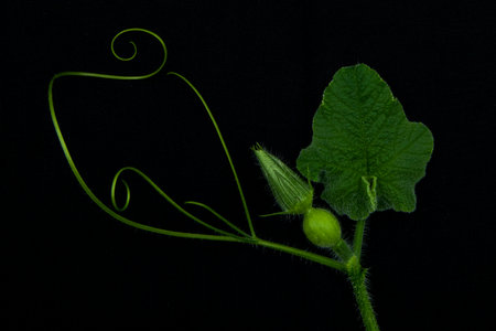 Cucumber plant on a black background. close-up.の写真素材