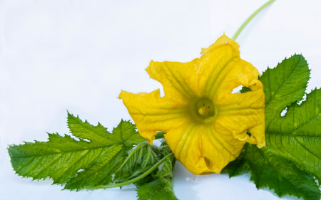 yellow zucchini flower with green leaves isolated on white background.の写真素材