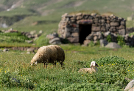 Sheep grazing in a meadow in the mountains of the Caucasus