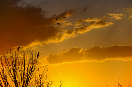 Silhouette of birds in the sunset sky, nature background.の写真素材