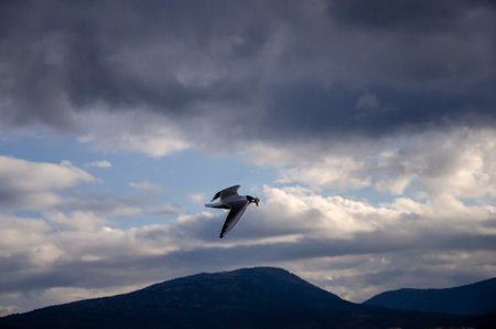 Seagull flying over the mountains in the cloudy sky in winterの写真素材