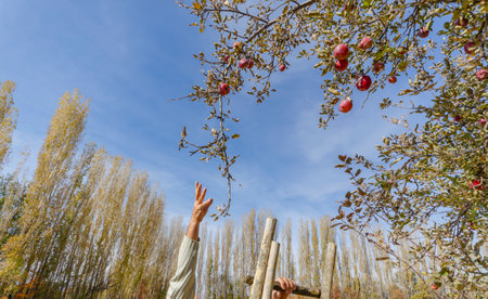 Woman's hands reaching for a red apple in the orchard.